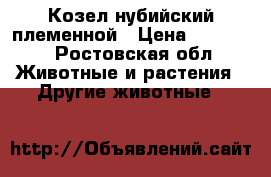 Козел нубийский племенной › Цена ­ 17 000 - Ростовская обл. Животные и растения » Другие животные   